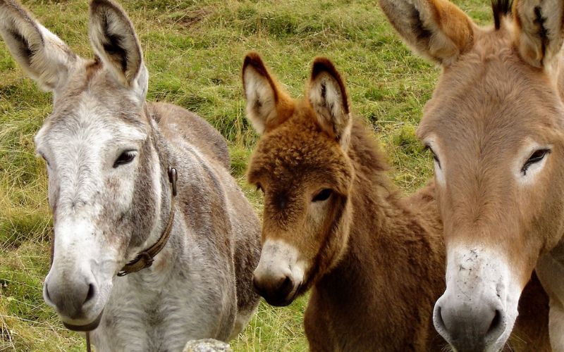 drei Esel in unterschiedlichen Farben stehen nebeneinander