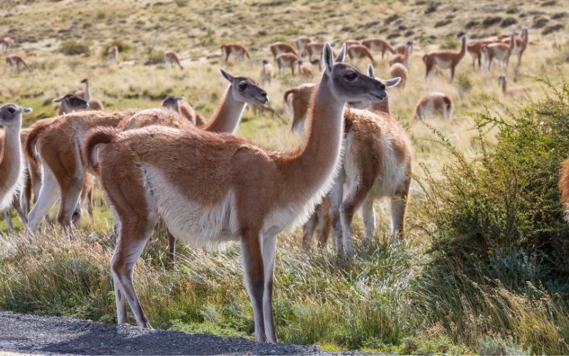 eine Herde Guanakos am Straßenrand