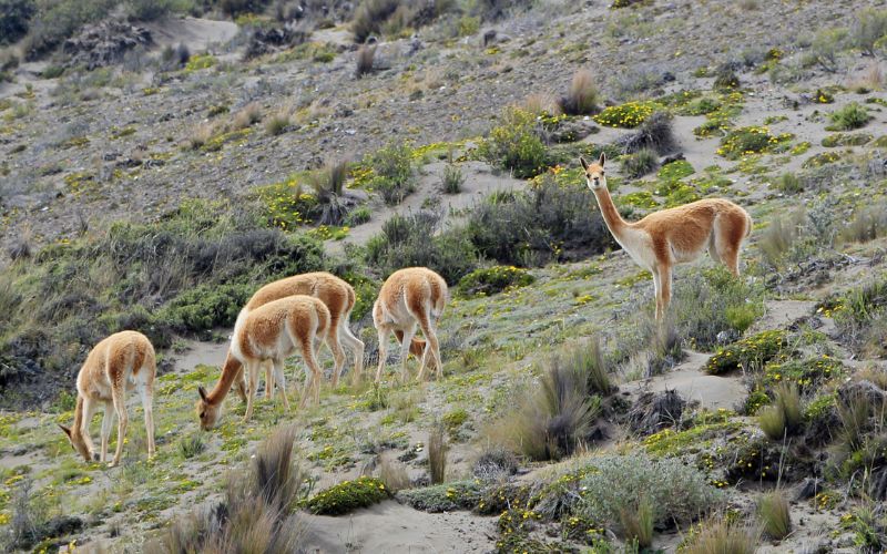 eine Gruppe grasender Vikunjas